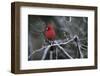Cardinal-Art Wolfe-Framed Art Print