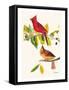 Cardinal-John James Audubon-Framed Stretched Canvas