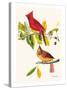 Cardinal-John James Audubon-Stretched Canvas