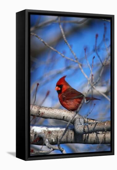 Cardinal-null-Framed Stretched Canvas