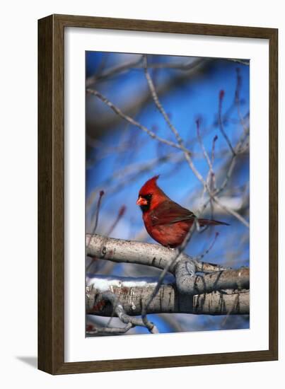 Cardinal-null-Framed Photographic Print