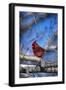 Cardinal-null-Framed Photographic Print