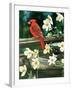 Cardinal-William Vanderdasson-Framed Giclee Print