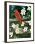 Cardinal-William Vanderdasson-Framed Giclee Print