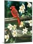 Cardinal-William Vanderdasson-Mounted Giclee Print