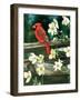 Cardinal-William Vanderdasson-Framed Giclee Print