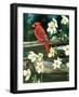 Cardinal-William Vanderdasson-Framed Giclee Print