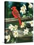 Cardinal-William Vanderdasson-Stretched Canvas