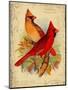 Cardinal-Kate Ward Thacker-Mounted Giclee Print