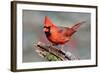 Cardinal-Lantern Press-Framed Art Print