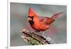 Cardinal-Lantern Press-Framed Art Print