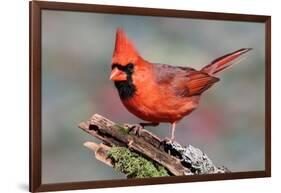 Cardinal-Lantern Press-Framed Art Print