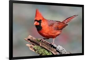 Cardinal-Lantern Press-Framed Art Print