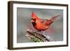 Cardinal-Lantern Press-Framed Art Print