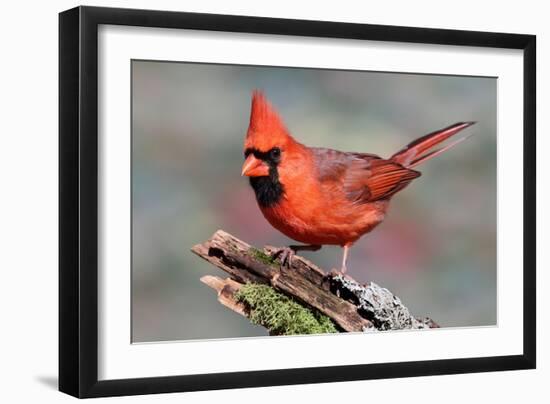 Cardinal-Lantern Press-Framed Art Print