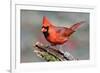 Cardinal-Lantern Press-Framed Art Print