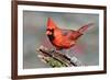 Cardinal-Lantern Press-Framed Art Print