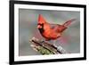 Cardinal-Lantern Press-Framed Art Print