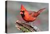 Cardinal-Lantern Press-Stretched Canvas