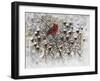 Cardinal-null-Framed Giclee Print