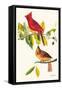 Cardinal-John James Audubon-Framed Stretched Canvas