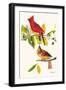 Cardinal-John James Audubon-Framed Art Print