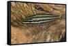 Cardinalfish Hides in Tridacna Clam.-Stephen Frink-Framed Stretched Canvas