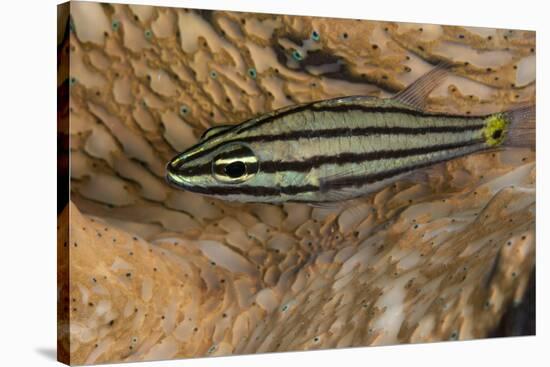 Cardinalfish Hides in Tridacna Clam.-Stephen Frink-Stretched Canvas