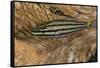 Cardinalfish Hides in Tridacna Clam.-Stephen Frink-Framed Stretched Canvas