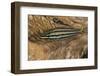 Cardinalfish Hides in Tridacna Clam.-Stephen Frink-Framed Photographic Print