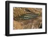 Cardinalfish Hides in Tridacna Clam.-Stephen Frink-Framed Photographic Print