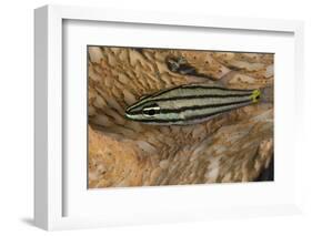 Cardinalfish Hides in Tridacna Clam.-Stephen Frink-Framed Photographic Print