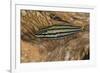 Cardinalfish Hides in Tridacna Clam.-Stephen Frink-Framed Photographic Print