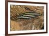 Cardinalfish Hides in Tridacna Clam.-Stephen Frink-Framed Photographic Print