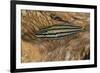 Cardinalfish Hides in Tridacna Clam.-Stephen Frink-Framed Photographic Print