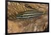 Cardinalfish Hides in Tridacna Clam.-Stephen Frink-Framed Photographic Print