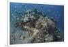 Cardinalfish Surround a Beautiful Coral Bommie in Alor, Indonesia-Stocktrek Images-Framed Photographic Print