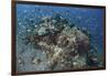 Cardinalfish Surround a Beautiful Coral Bommie in Alor, Indonesia-Stocktrek Images-Framed Photographic Print