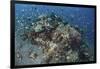 Cardinalfish Surround a Beautiful Coral Bommie in Alor, Indonesia-Stocktrek Images-Framed Photographic Print
