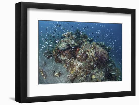 Cardinalfish Surround a Beautiful Coral Bommie in Alor, Indonesia-Stocktrek Images-Framed Photographic Print