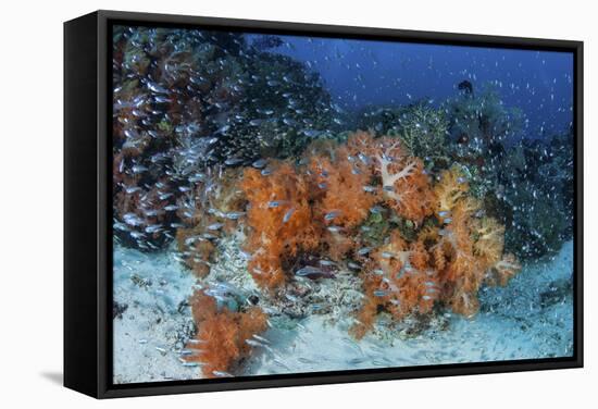 Cardinalfish Surround a Beautiful Set of Soft Corals in Indonesia-Stocktrek Images-Framed Stretched Canvas