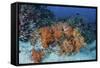 Cardinalfish Surround a Beautiful Set of Soft Corals in Indonesia-Stocktrek Images-Framed Stretched Canvas