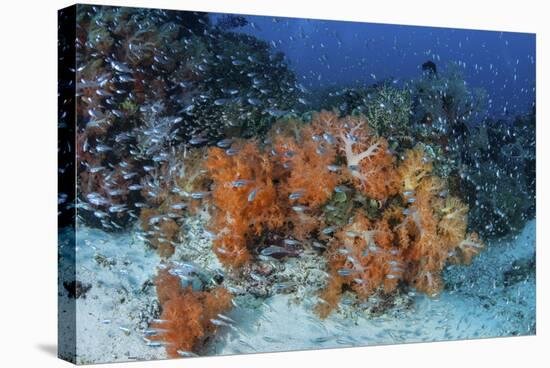 Cardinalfish Surround a Beautiful Set of Soft Corals in Indonesia-Stocktrek Images-Stretched Canvas