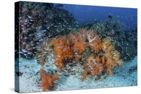 Cardinalfish Surround a Beautiful Set of Soft Corals in Indonesia-Stocktrek Images-Stretched Canvas