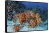 Cardinalfish Surround a Beautiful Set of Soft Corals in Indonesia-Stocktrek Images-Framed Stretched Canvas