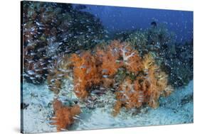 Cardinalfish Surround a Beautiful Set of Soft Corals in Indonesia-Stocktrek Images-Stretched Canvas