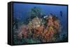 Cardinalfish Surround a Beautiful Set of Soft Corals in Indonesia-Stocktrek Images-Framed Stretched Canvas