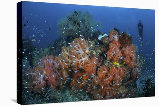 Cardinalfish Surround a Beautiful Set of Soft Corals in Indonesia-Stocktrek Images-Stretched Canvas