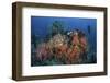 Cardinalfish Surround a Beautiful Set of Soft Corals in Indonesia-Stocktrek Images-Framed Photographic Print