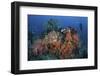 Cardinalfish Surround a Beautiful Set of Soft Corals in Indonesia-Stocktrek Images-Framed Photographic Print